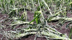 ДФЗ: Стопаните могат да заявяват подпомагане за пропаднали площи от градушка, буря и проливен дъжд, наводнение и суша, настъпили през 2025 г.