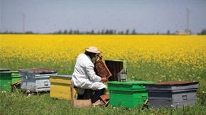  До 31 юли пчеларите могат да заявяват кредити за реализиране на одобрени проекти