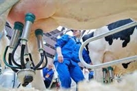 Отварят прием по схемата за доилна техника, отпускат нови 2,5 млн. лв.