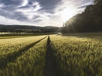 Приемът по de minimis за компенсиране на щетите от сушата ще продължи до 21 декември