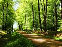 ЕК прие нова стратегия за горите до 2030 г.