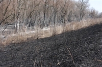 Съмнения за умишлен пожар в резервата „Сребърна“