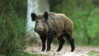 Забранява се свободното пасищно отглеждане на всички свине в Шуменско
