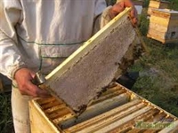 Започна Седмица на пчелата в Шумен