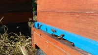 В Шумен предстои пръскане, пазете пчелите