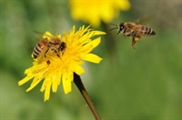 Приемат се заявления за плащания от Националната програма по пчеларство до 15 август