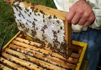 До 18 октомври пчеларите кандидатстват по de minimis