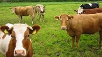 ДФЗ разсрочва кредитите на животновъди и картофопроизводители