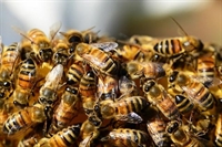 Няма отровени пчели в област Пазарджик