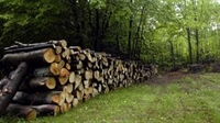 Дърводобивът продължава без проблем в пет области