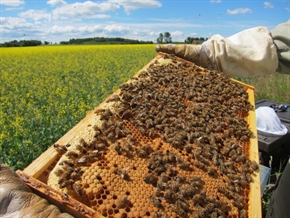 ДФЗ отпуска кредити на пчелари с одобрени проекти по няколко интервенции