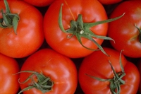 Първите домати и краставици БГ производство излизат на пазара до дни, каква ще е цената?