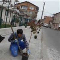 Добрата новина: Помориец засади седем дръвчета, закупени със собствени средства