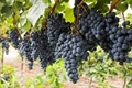 Стартира прием на заявления за застраховане на реколтата от винено грозде