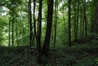 България на 1-во място в Европейски конкурс за горите