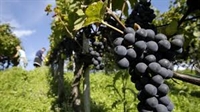Увеличават подпомагането по 4 мерки в лозаро-винарството