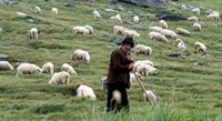 Изнасяме 3000 овце в Турция до края на годината