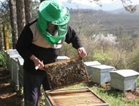 Ноември стартират мерки за европейски субсидии при пчеларите
