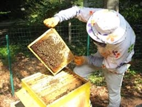 От 20 ноември пчеларите кандидатстват за помощ de minimis