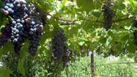 Финансиране в лозаро-винарския сектор: Отпада условието организациите да покриват пазарен дял