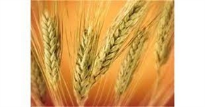 Пшеницата поевтинява, какво ще последва на борсите?