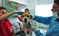  Областна администрация и ОДБХ Силистра предложиха на общините безплатни чипове за домашни кучета