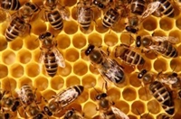 Отбелязваме световния ден на пчелите днес