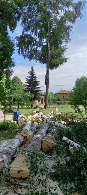  Община Разлог отстрани опасни дървета в центъра на село Долно Драглище 