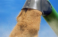 До края на месеца стопаните декларират произведеното зърно