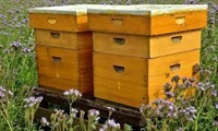 Приемът по пчеларската програма за 2022 г. ще стартира в първите дни на новата година