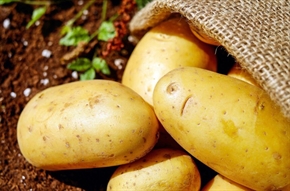  Нова интервенция по обвързаната подкрепа през 2024 г. – картофи за производство на семена