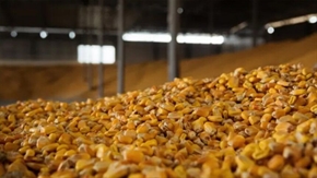Без трайна тенденция на пазара на зърно