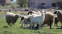 Започва приемът на документи на животновъдите по схемата de minimis
