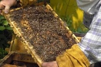 До края на февруари ще има прием по новата национална програма за пчеларство
