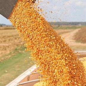 На борсата: Царевицата и пшеницата възстановиха ценовите си нива