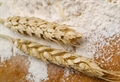  Повишение в цените на хлебната пшеница се отчитат в края на април