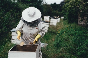 От 8 февруари стартира прием на заявления за подпомагане по интервенциите в сектор „Пчеларство“