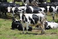 550 хил. лева по de minimis за 139 земеделски стопани с месодайни крави